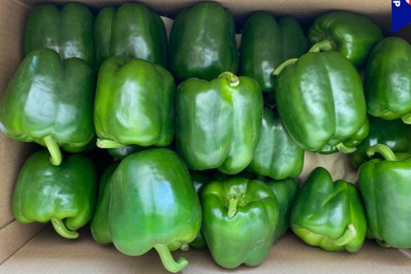 Green Bell Pepper