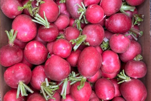 Red Radish