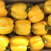 Yellow Bell Pepper