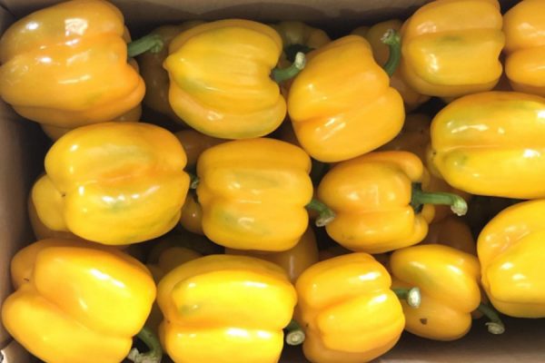 Yellow Bell Pepper