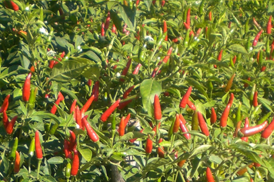 Chilli01